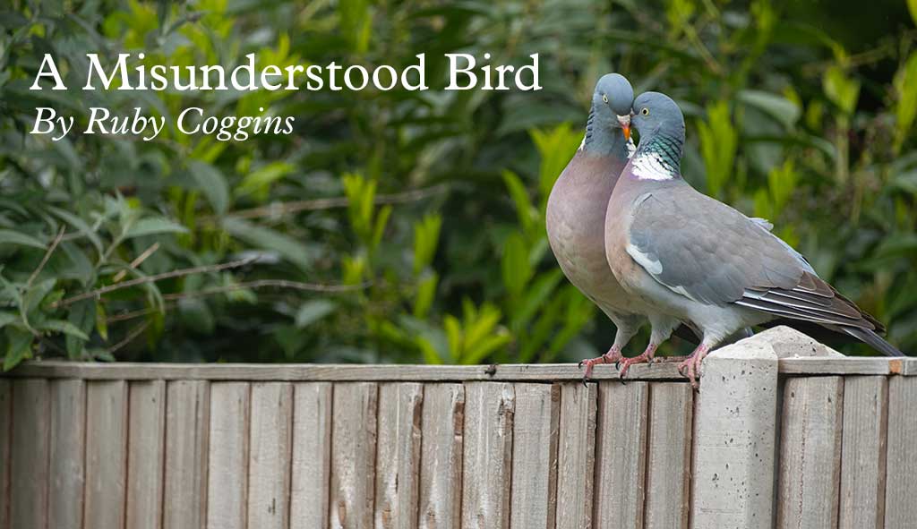 Photo of a pigeon on a fence