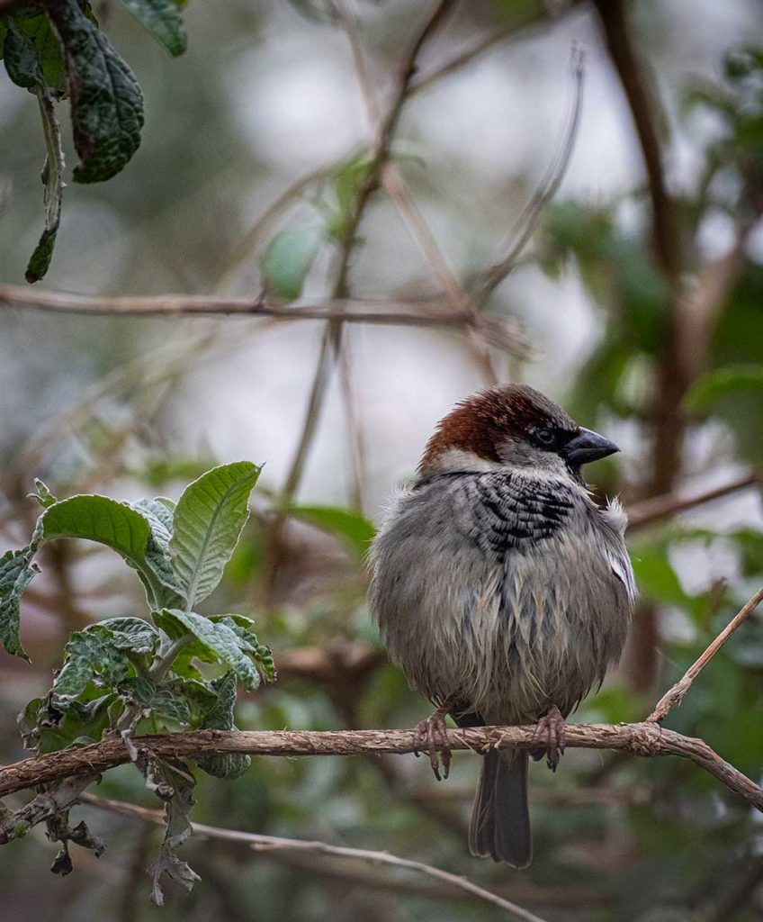 Photo of a House Sparrow