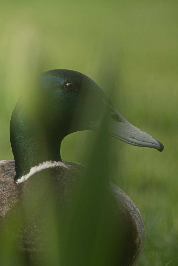 Photo of a Mallard Duck