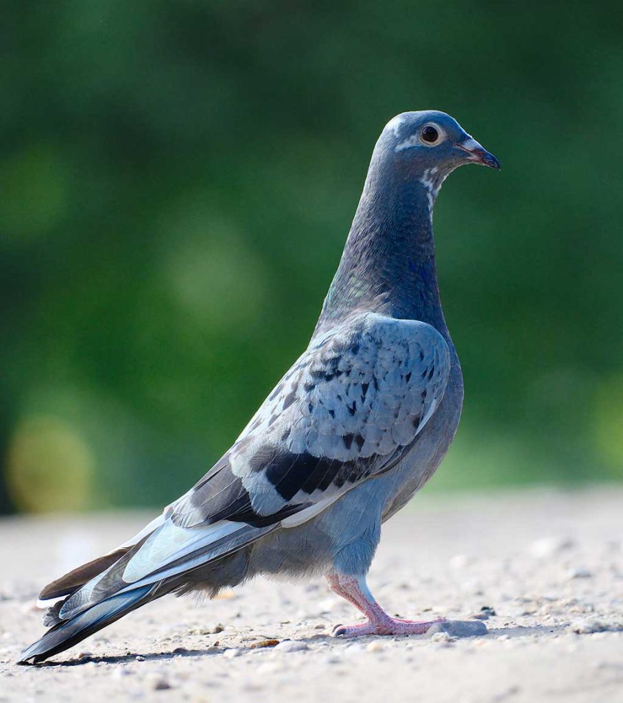 Photo of a Pigeon