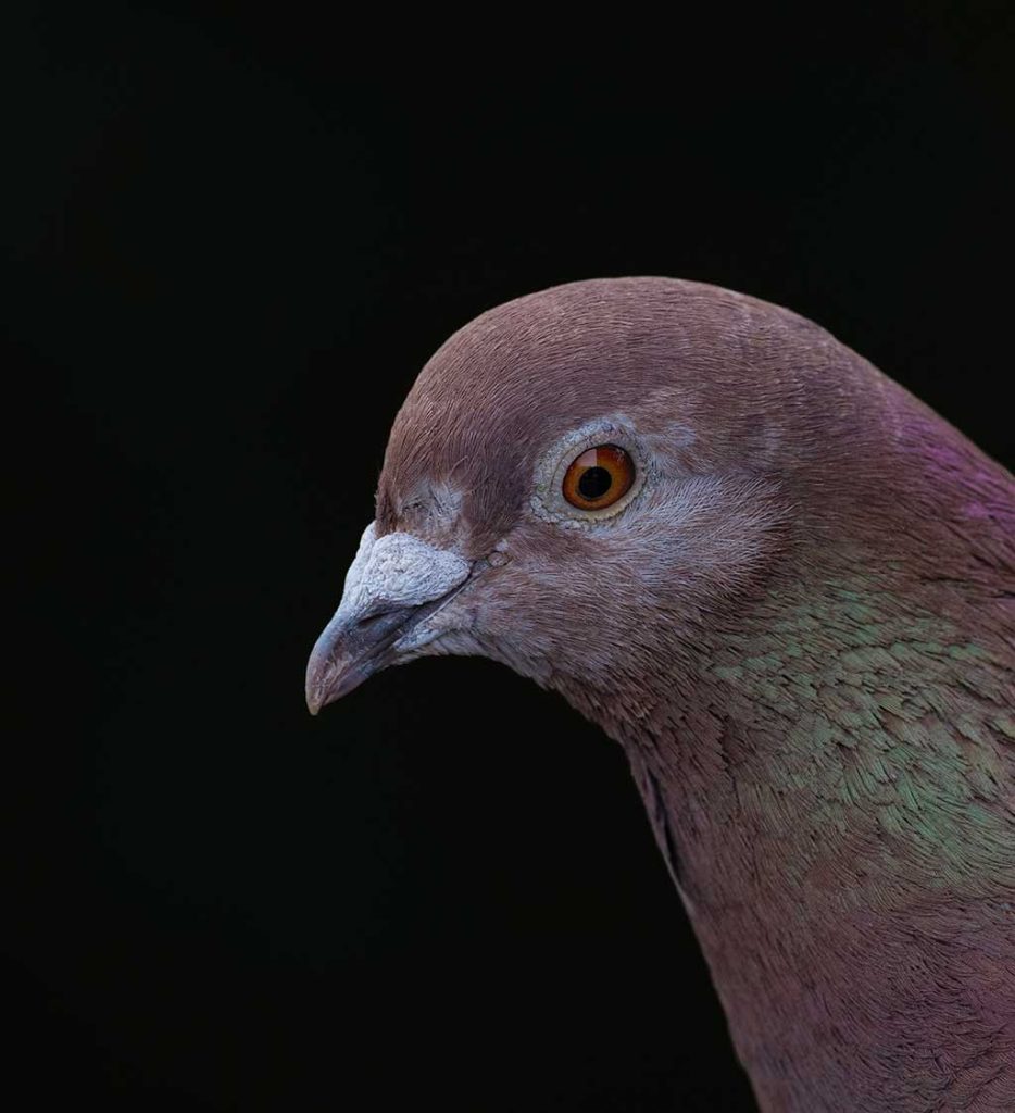 Photo of a Pigeon